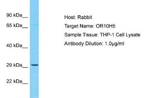 Host: Rabbit Target Name: OR10H5 Sample Type: THP-1 Whole Cell lysates Antibody Dilution: 1. (OR10H5 anticorps  (C-Term))