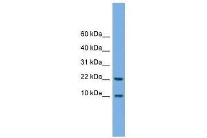 Western Blot showing FCER1G antibody used at a concentration of 1-2 ug/ml to detect its target protein.