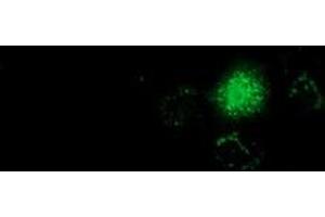 Anti-GSTT2 mouse monoclonal antibody (ABIN2453098) immunofluorescent staining of COS7 cells transiently transfected by pCMV6-ENTRY GSTT2 (RC200040). (GSTT2 anticorps)