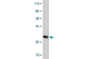 Western Blot detection against Immunogen (36.