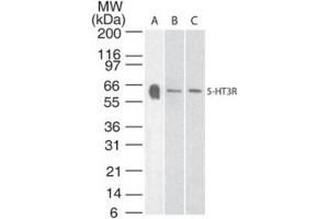 Serotonin Receptor 3A Western Blot. (Serotonin Receptor 3A anticorps)