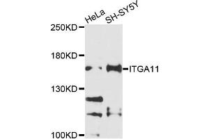 Western blot analysis of extracts of HeLa and SH-SY5Y cells, using ITGA11 antibody. (ITGA11 anticorps)