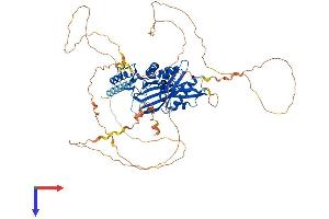AlphaFold protein structure predicition of Mouse Recombinant Syn1 Protein, UniprotID O88935