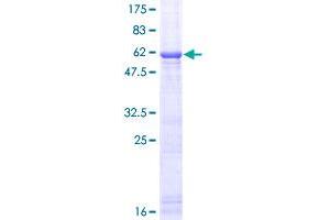 Interleukin 1 alpha (IL1A) (AA 1-271) protein (GST tag)