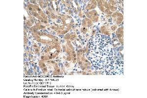 Human kidney (MGC39633 (N-Term) anticorps)