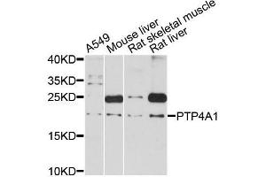 Western blot analysis of extracts of various cell lines, using PTP4A1 antibody (ABIN5998630) at 1:3000 dilution. (PTP4A1 anticorps)