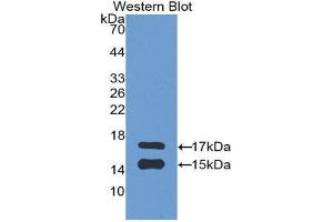 Western Blotting (WB) image for anti-Chemokine (C-C Motif) Ligand 2 (CCL2) (AA 24-99) antibody (ABIN3201300) (CCL2 anticorps  (AA 24-99))
