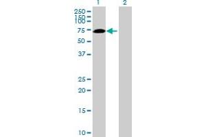 Western Blot analysis of SWAP70 expression in transfected 293T cell line by SWAP70 MaxPab polyclonal antibody. (SWAP70 anticorps  (AA 1-585))