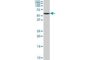 MEF2A monoclonal antibody (M15), clone 1C8. (MEF2A anticorps  (AA 71-170))
