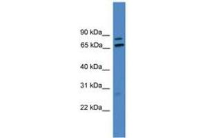 Image no. 1 for anti-Leucine Rich Repeat (In FLII) Interacting Protein 1 (LRRFIP1) (AA 411-460) antibody (ABIN6745322)