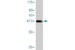Western Blot detection against Immunogen (44.