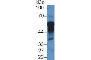 Western Blot; Sample: Rat Testis lysate; Primary Ab: 1µg/ml Rabbit Anti-Porcine CYP11A1 Antibody Second Ab: 0.