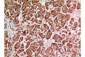 Immunohistochemistry (IHC) analysis of paraffin-embedded Human Pancreas, antibody was diluted at 1:100.