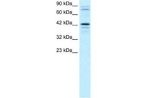 WB Suggested Anti-SOX18 Antibody Titration:  2. (SOX18 anticorps  (Middle Region))