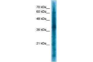 WB Suggested Anti-CRKL Antibody Titration: 1.