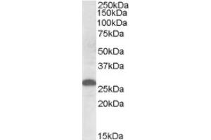 Image no. 1 for anti-Apolipoprotein M (APOM) (Internal Region) antibody (ABIN375171) (Apolipoprotein M anticorps  (Internal Region))