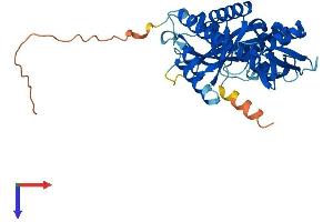 AlphaFold protein structure predicition of Mouse Recombinant Mrpl39 Protein, UniprotID Q9JKF7