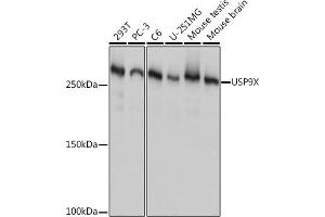Western blot analysis of extracts of various cell lines, using USP9X Rabbit mAb (ABIN7271169) at 1:1000 dilution. (USP9X anticorps)