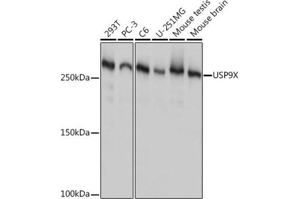 USP9X anticorps
