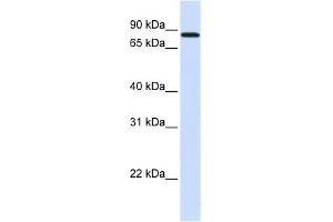 MAP4K2 antibody used at 1 ug/ml to detect target protein.