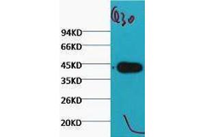 Western Blotting (WB) image for anti-Actin antibody (ABIN3181106)