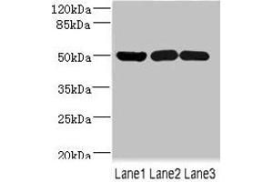 Western blot All lanes: IFRD1 antibody at 1. (IFRD1 anticorps  (AA 1-240))