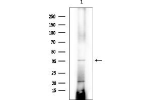 anti-Aminoadipate-Semialdehyde Dehydrogenase-phosphopantetheinyl Transferase (AASDHPPT) (C-Term) antibody