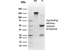 SDS-PAGE Analysis Purified 58K Golgi Protein Mouse Monoclonal (FTCD/357). (FTCD anticorps)