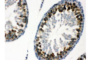 Anti- YB1 Picoband antibody,IHC(P) IHC(P): Rat Testis Tissue