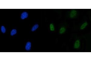 IF analysis of SLU7 using anti-SLU7 antibody (ABIN7601697). (SLU7 anticorps  (AA 42-474))
