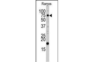 Western blot analysis of UVRAG Antibody (C-term ) (ABIN1882151 and ABIN2849987) in Ramos cell line lysates (35 μg/lane). (UVRAG anticorps  (C-Term))