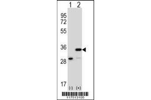 Western blot analysis of PHB using rabbit polyclonal PHB Antibody using 293 cell lysates (2 ug/lane) either nontransfected (Lane 1) or transiently transfected (Lane 2) with the PHB gene. (Prohibitin anticorps  (AA 89-117))