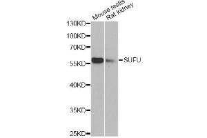 Western blot analysis of extracts of various cell lines, using SUFU antibody (ABIN6293839) at 1:1000 dilution. (SUFUH anticorps)