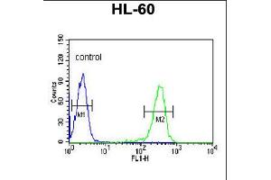 Flow cytometric analysis of HL-60 cells (right histogram) compared to a negative control cell (left histogram). (IGJ anticorps  (N-Term))