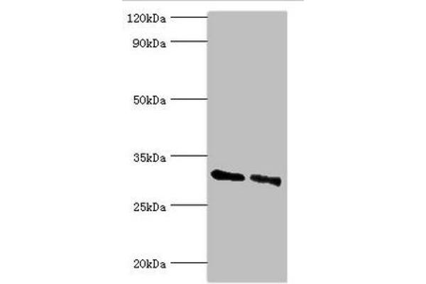 KCTD15 anticorps  (AA 1-234)