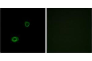 Immunofluorescence (IF) image for anti-MAS-Related GPR, Member X4 (MRGPRX4) (AA 271-320) antibody (ABIN2890900) (MRGPRX4 anticorps  (AA 271-320))