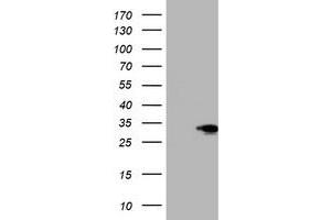 Western Blotting (WB) image for anti-SIX Homeobox 1 (SIX1) (AA 1-284) antibody (ABIN1490702) (SIX Homeobox 1 anticorps  (AA 1-284))