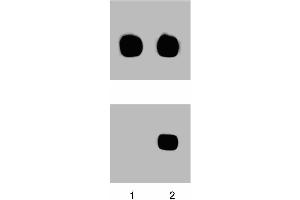 Western blot analysis for p38 MAPK (pT180/pY182) (left figure).