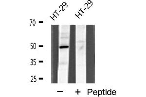 Western blot analysis of I-TRAF expression in HT-29 cells (TANK anticorps  (Internal Region))