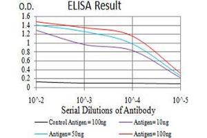 Fig. (Thrombospondin 1 anticorps  (AA 750-850))