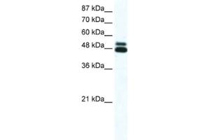 Western Blotting (WB) image for anti-Cholinergic Receptor, Nicotinic, beta 2 (Neuronal) (CHRNB2) antibody (ABIN2463732) (CHRNB2 anticorps)