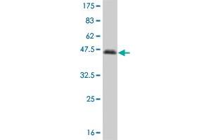 Western Blot detection against Immunogen (37.
