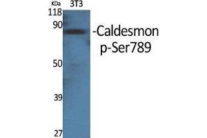 Western Blot (WB) analysis of specific cells using Phospho-Caldesmon (S789) Polyclonal Antibody. (Caldesmon anticorps  (pSer789))