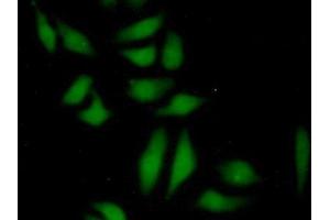 Detection of TDH in Human HepG2 cell using Polyclonal Antibody to L-Threonine Dehydrogenase (TDH) (Tdh anticorps  (AA 1-229))