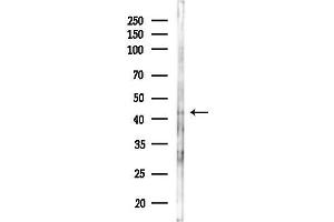 Western blot analysis of lysates from A2780 cells(LPS 4h treatment), using Phospho-YB1 (Ser102) Antibody at 1/1000 dilution.