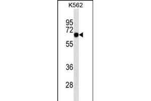 SOX9 Antibody (ABIN1539825 and ABIN2843808) western blot analysis in K562 cell line lysates (35 μg/lane). (SOX9 anticorps  (AA 41-70))