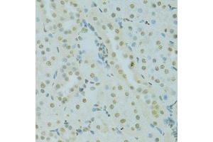 Immunohistochemistry of paraffin-embedded rat kidney using SAFB antibody.