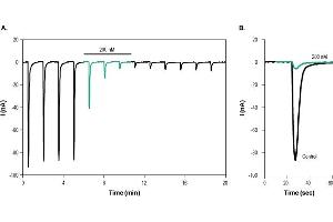 alpha-Bungarotoxin protein (Atto 488)