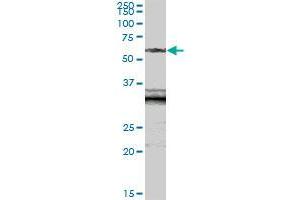SIAE MaxPab polyclonal antibody.