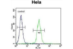 Flow cytometric analysis of Hela cells using LMTK3 Antibody (N-term) Cat.